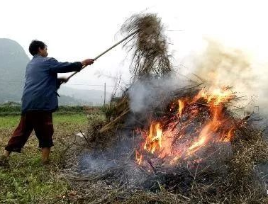 你年年都想燒的秸稈，今年可以吃票子了！