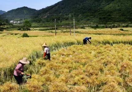 秸稈禁燒季 | 禁止一切露天焚燒秸稈行為！附縣政府禁燒通告、鎮(zhèn)政府倡議書